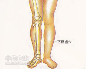 下巨虛穴位