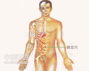 陰交穴位