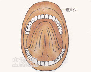 齦交穴位