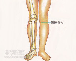 陰陵泉穴位