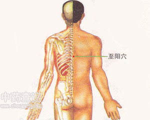 至陽穴位